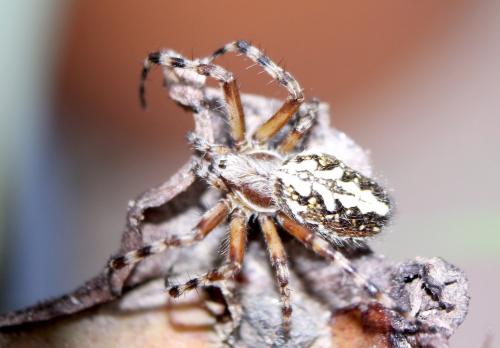 Aculepeira sp.